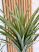 Műnövény Amazon Óriás Dús 160cm magas pálma 3db-os váza nélkül