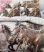 Animals Arab lovak ágynemű garnitura 7 részes