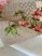   Dorsia új kész Viaszos asztalterítő bézs puder virágos 200x140cm