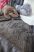 Flavia Luxury ANTRACIT kagylós ágytakaró/pléd 150x200cm