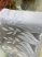 Jacquard fehér Nagy Szirom leveles 60cm magas vitrázs függöny