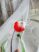 Függöny méterben prémium Jacquard piros tulipán 250cm magas fehér