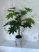 Műnövény Trópusi 77 zöld 120-115cm magas dús