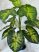 Műnövény Trópusi 77 zöld 120-115cm magas dús