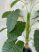 Műnövény Trópusi 79 Zöld 120-115cm magas dús