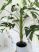 Műnövény Trópusi Krémes Zöld 120-115cm magas dús