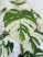 Műnövény Trópusi Krémes Zöld 120-115cm magas dús
