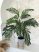 Műnövény Trópusi Pálma Zöld 120-115cm magas dús