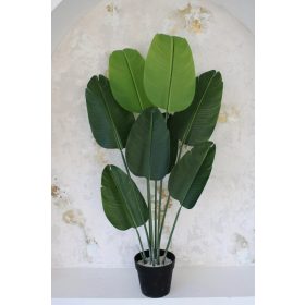  Münövény Trópusi Nagy Strelicia 150cm magas fekete vázával