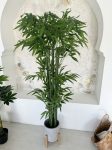   Műnövény Trópusi Óriás Bambusz Zöld 160-170cm magas dús