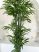 Műnövény Trópusi Óriás Bambusz Zöld 160-170cm magas dús