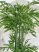 Műnövény Trópusi Óriás Bambusz Zöld 160-170cm magas dús